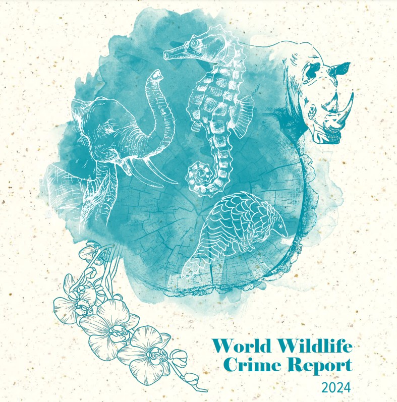 2024 World #WildlifeCrime Report released today. Finds #wildlife trafficking persists worldwide despite two decades of concerted action. Report highlights progress made in tackling #elephant poaching & trafficking through addressing demand & supply See bit.ly/3JZ6881