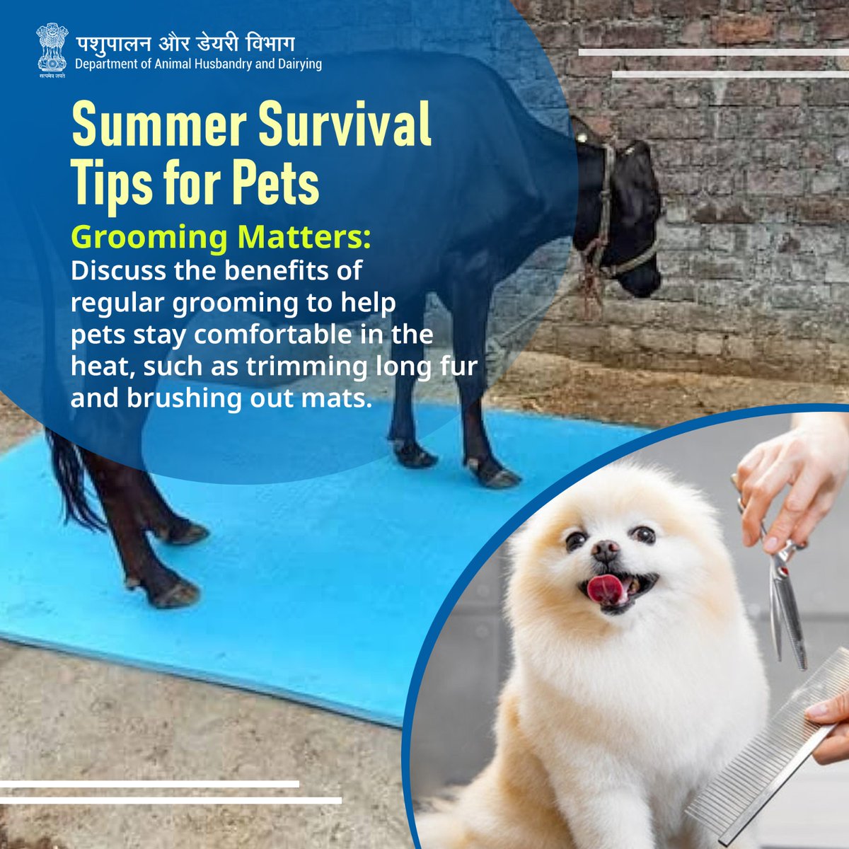 Cool coats and comfy cuts: Keep your pets comfortable in the heat with regular grooming practices, including trimming long fur and brushing out mats to promote airflow and prevent overheating. #heatstressawareness #LivestockHealth #animalwellness #beattheheat2024