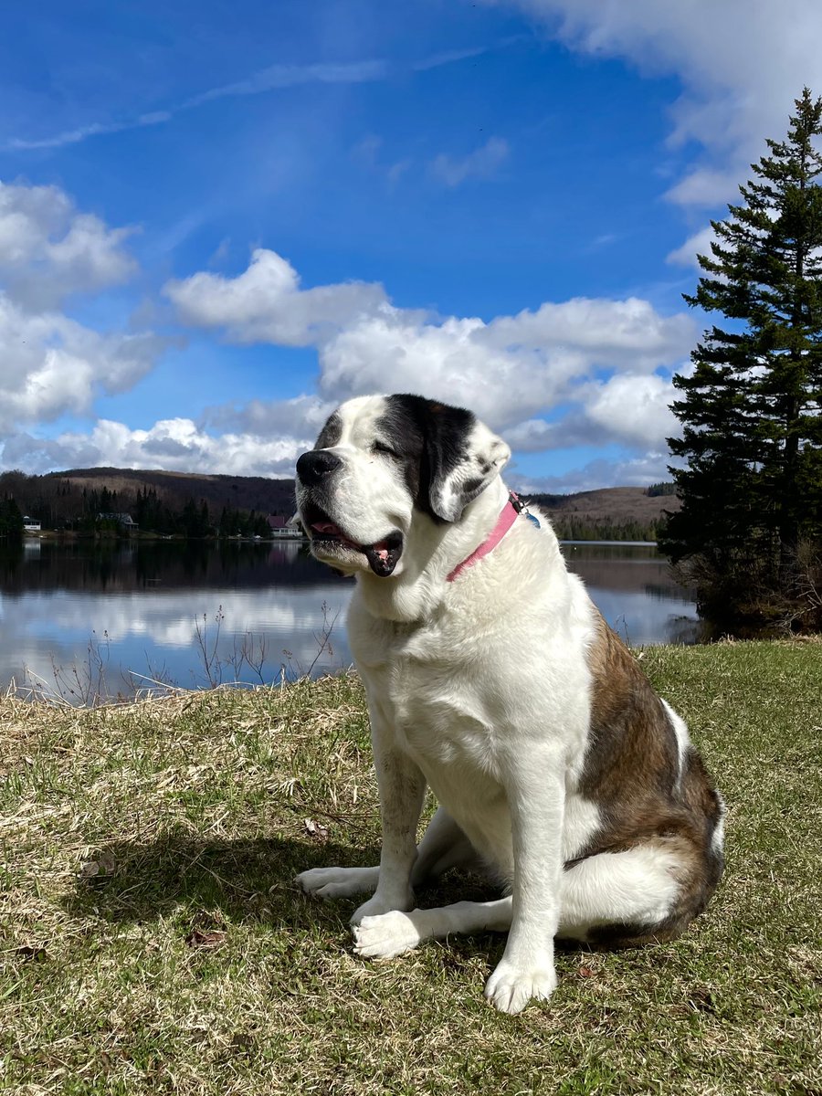 Happy #MondayMood from Daisy friends! Have a great #NewWeek ahead 😎🐾@dogcelebration #dogs #DogsOfTwitter #doglovers #Dog #seniordogs #GoodMorning #Sun