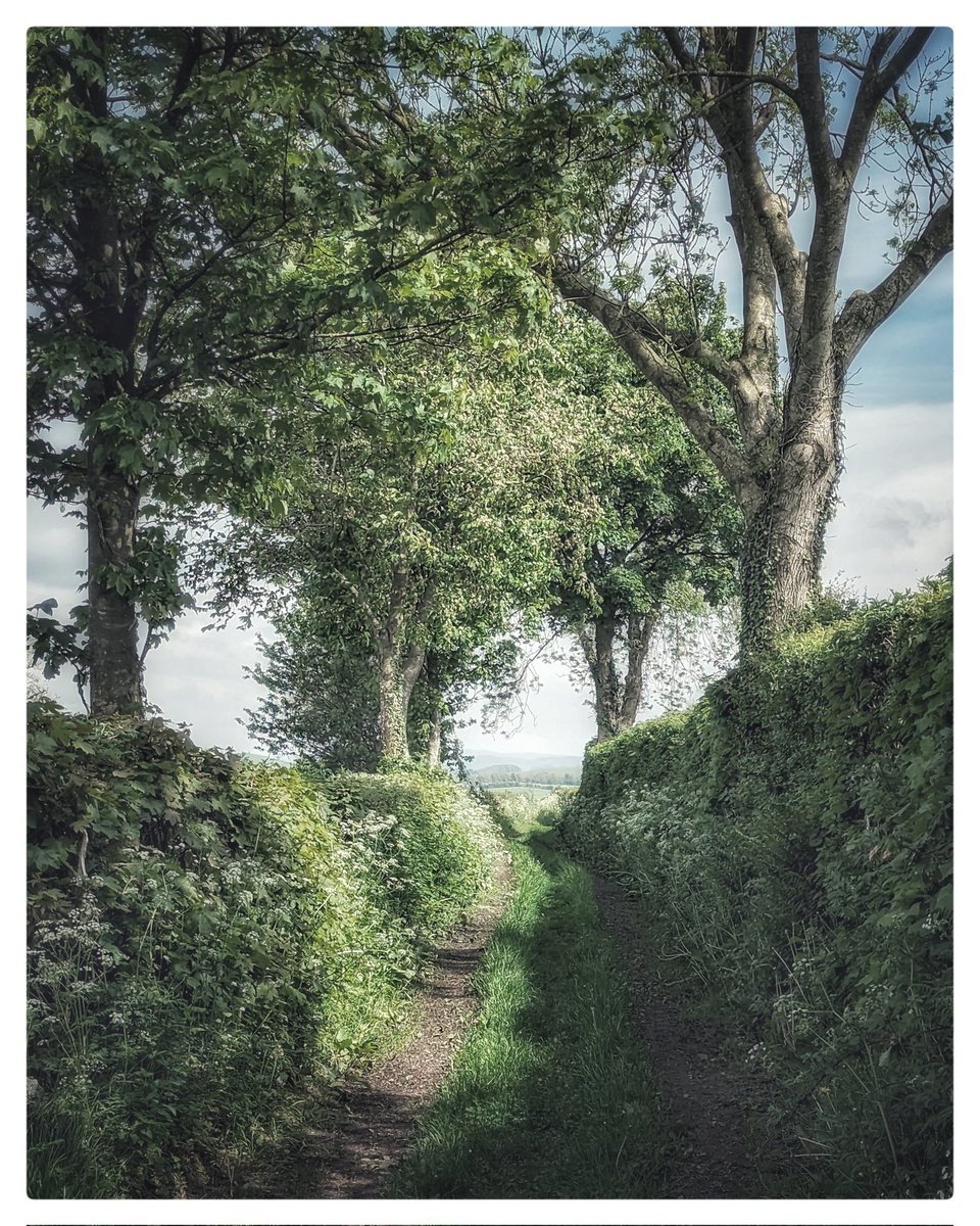 A wander down the lane behind the house. #googlepixel7 #snapseed
