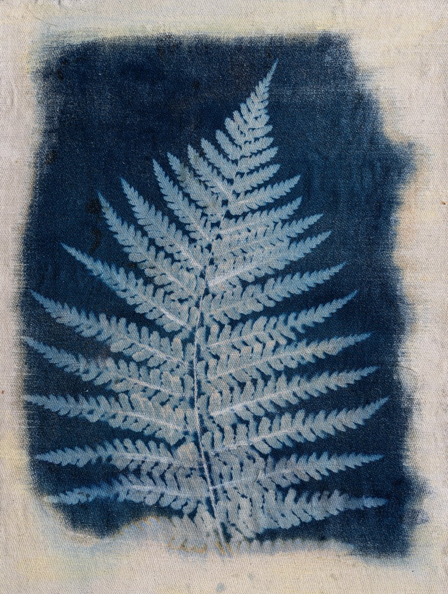I love experimenting with Cyanotype. It was pioneered by one of the first and one of the most creative women photographers, Anna Atkins. This one has been printed on canvas board. #cyanotype