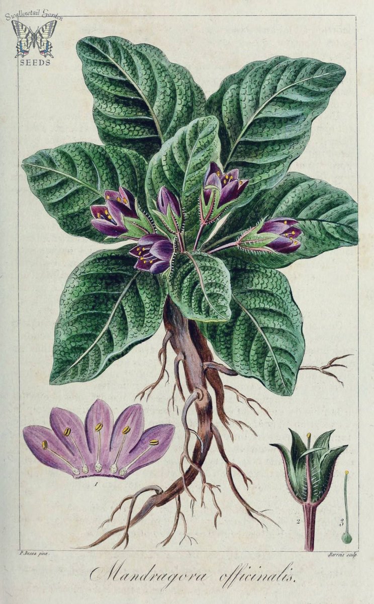 #MondayMythology Mandrake root was often used as a key ingredient of magical rituals, and in the Middle Ages it was used in flying potions or conception elixirs. It’s said that the mandrake will scream as it’s being pulled from the ground, and all who hear its scream will perish