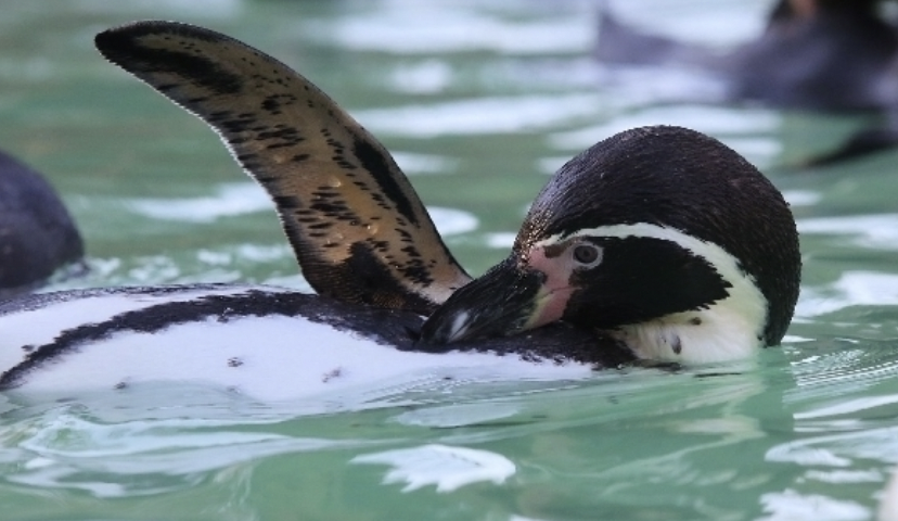 species360's tweet photo. As part of the @EAZA and @VdZ_zoos and Species360 communities, Eberswalde Zoological Garden records information that provides greater insight to species https://t.co/XdaM3q7eNc https://t.co/HYfX5xt0QE