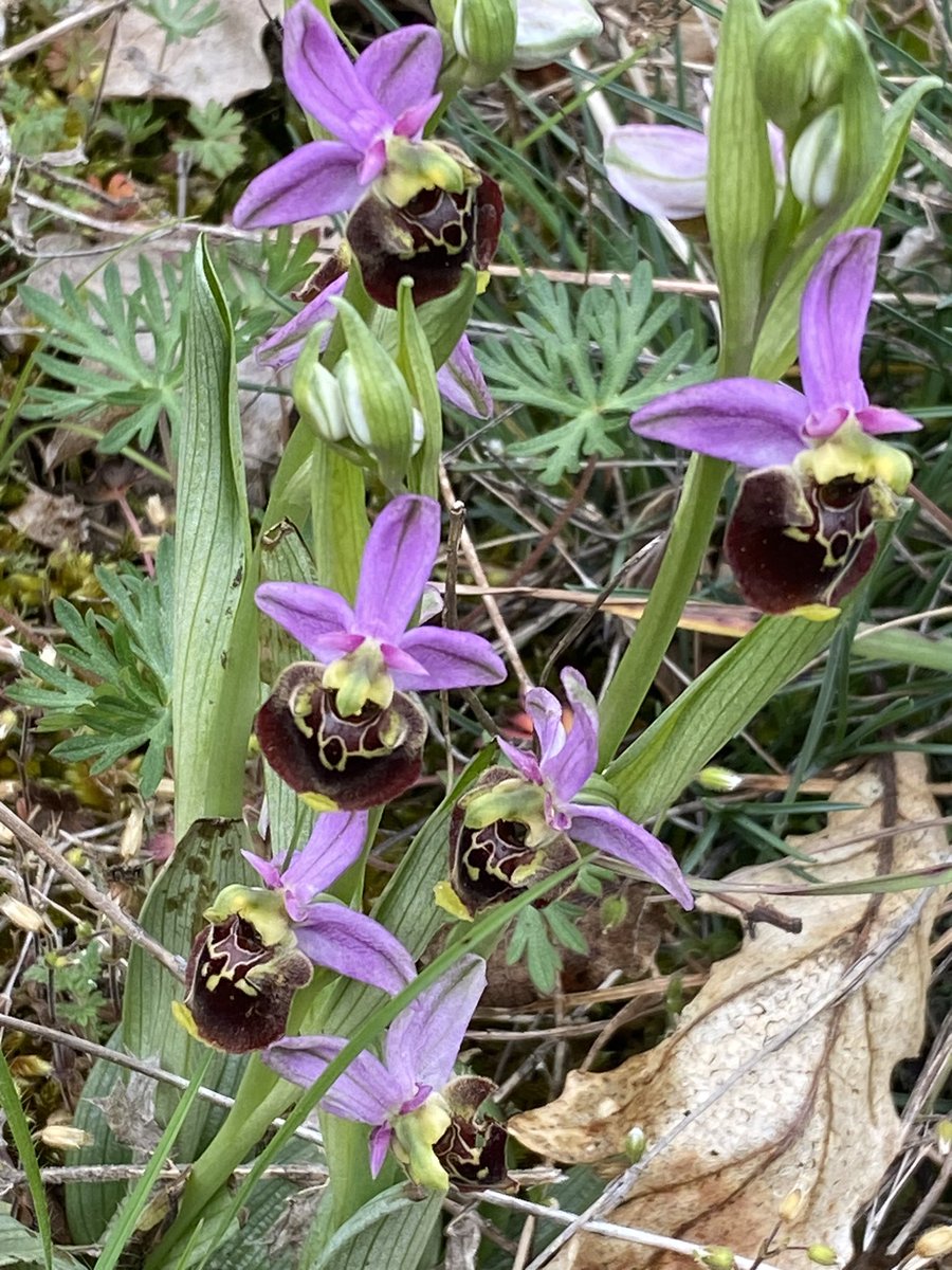 Orchidées: c’est le moment d’aller observer la floraison des orchidées sauvages. Les ophrys bourdons: