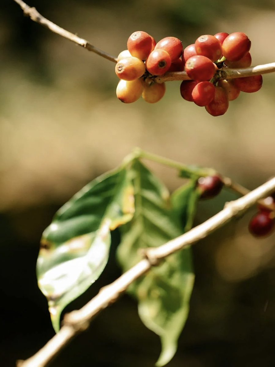 BLADE INDIA tweet media