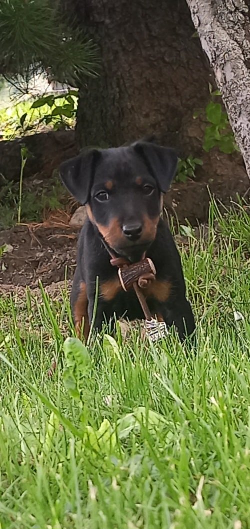 Benvenuto piccolo nano tedesco, benvenuto nel branco , ora godiamoci il periodo cucciolo,conosciamoci tutti, che poi avremo mille cose da fare.... da Rilevamento Cimici dei Letti con il Cane  pista , e perché no....tartufo, e chissà cosa...

Grazie Franz Favre