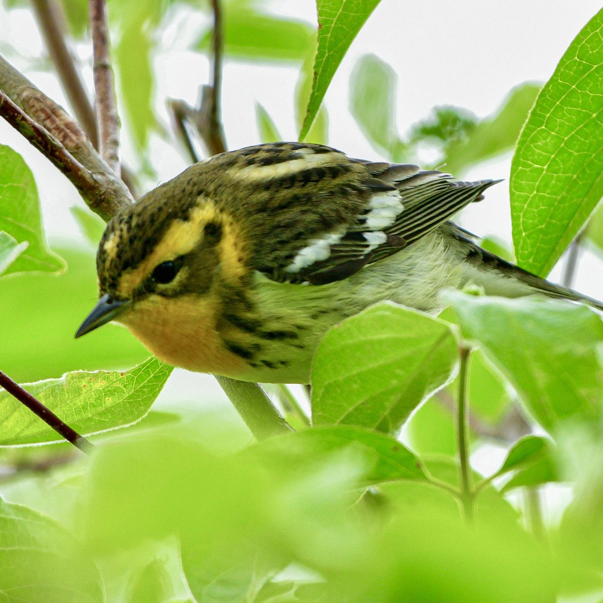 Blackburnian Warbler was on fire. 🔥Magee Marsh Boardwalk, Biggest Week in American Birding. 
#BWIAB #Birds #Birding #BirdTwitter #TwitterBirds