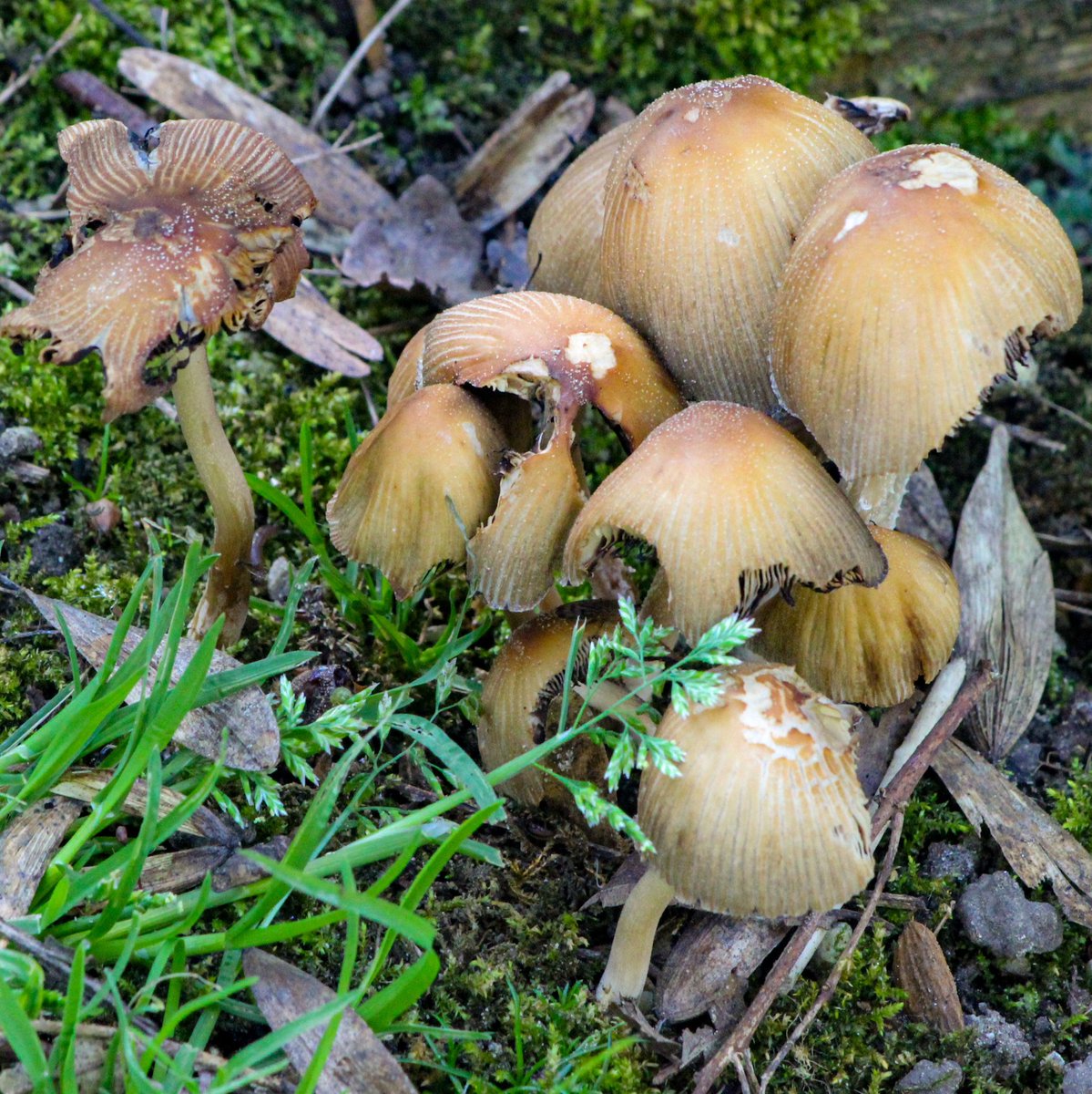 For Mushroom Monday 🍄‍🟫

#MushroomMonday #mushrooms #nature #photography