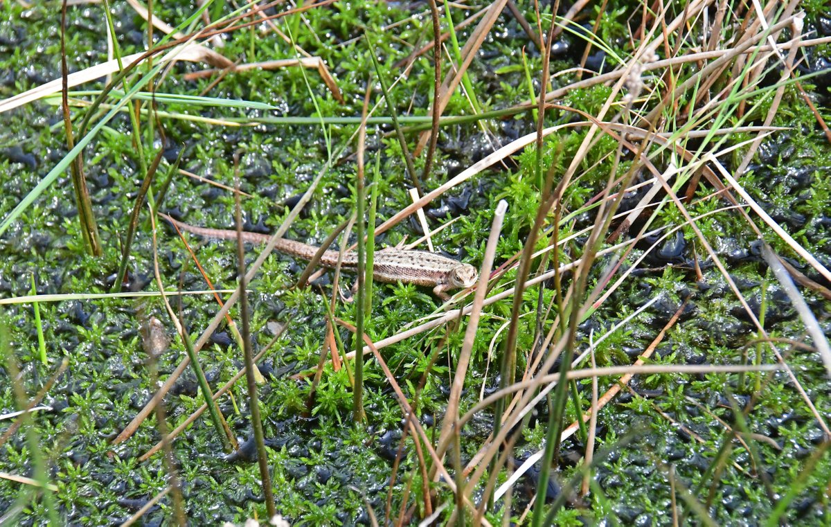 Normally, you can tell the difference between a newt and a lizard from the environment you find it in... so what is this common lizard doing in this pond vegetation?!🦎 Find out other ways to tell newts and lizards apart in our FAQs👉 arc-trust.org/lizards-faqs#d…
