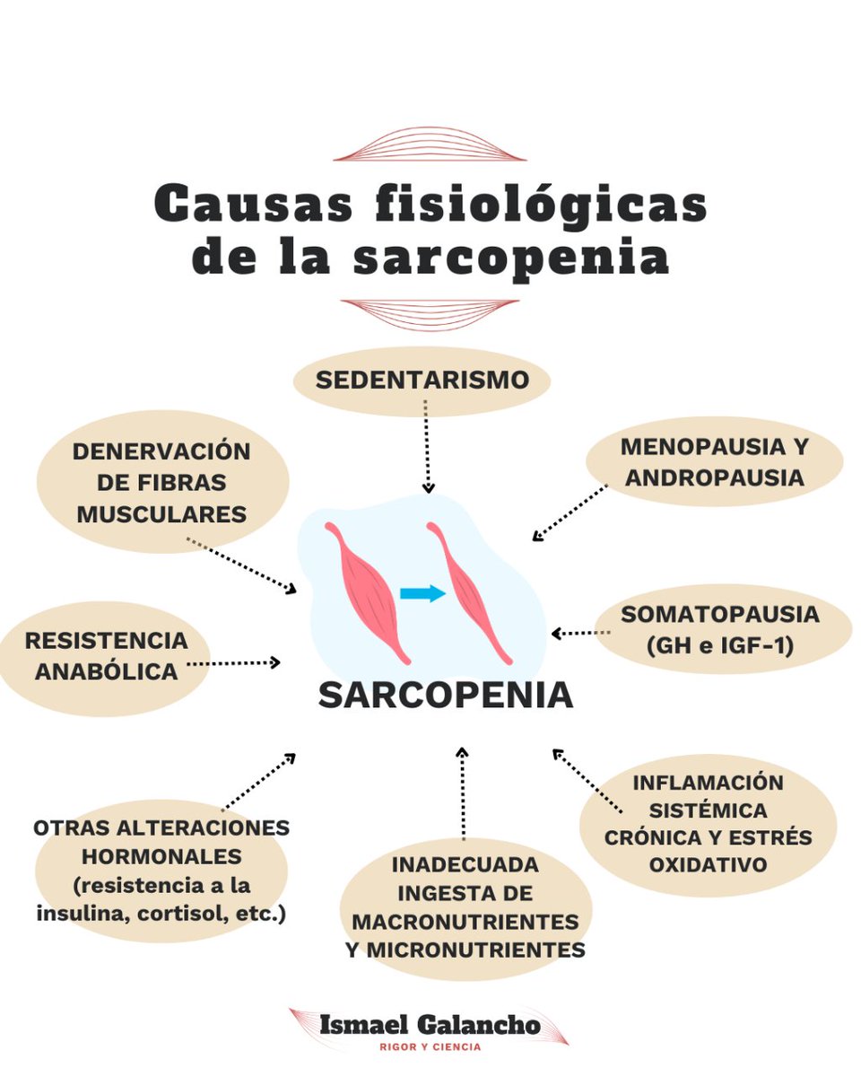 Causas fisiológicas de la sarcopenia
.
.
.
#sarcopenia #sedentarismo #menopausia #andropausia #macronutrientes #micronutrientes #salud