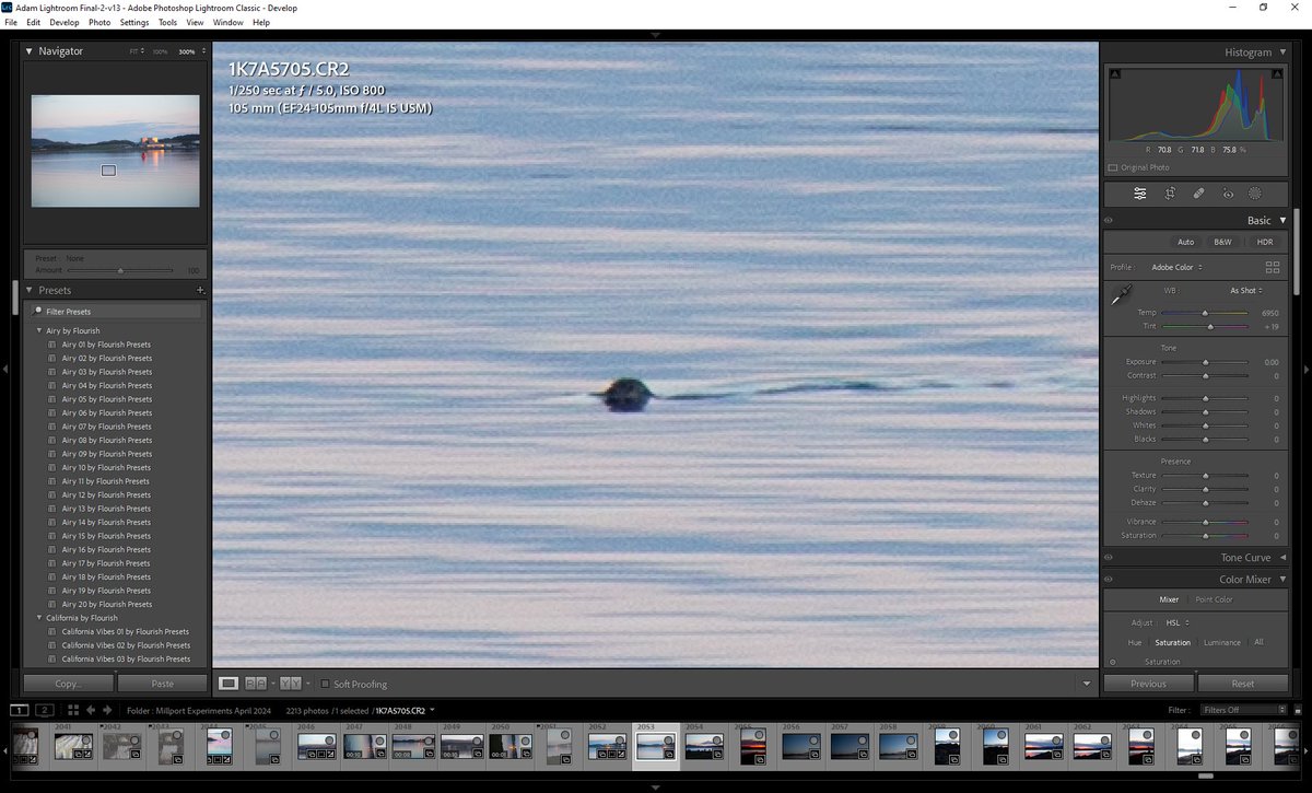 ap3489's tweet image. My claim on spotting the #Millport Otters on the @ConvexSeascape trip this April

@mattjarvismedia 105mm just not enough 🥲