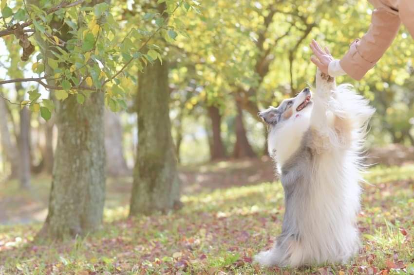 【mayu様ページ】 MAYU@名古屋。 (@hinagikubiyori) / Posts / X