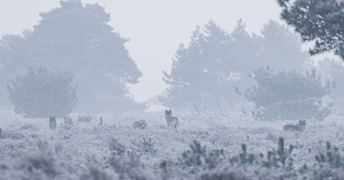 In Nederland zijn 51 verschillende #wolven met DNA aangetoond tussen eind oktober 2023 en half februari 2024. Lees meer in de nieuwe voortgangsrapportage van <a href="/BIJ12nl/">BIJ12</a> over de activiteit van de #wolf in Nederland. 👉 bit.ly/3UEjmvV