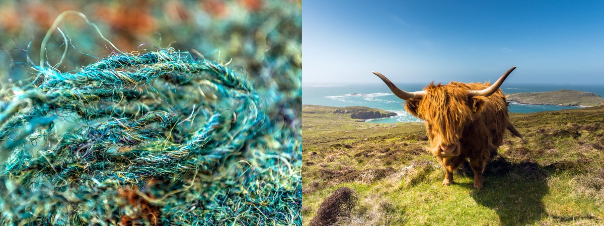 Blues and greens often blend together here - such as in this beautiful view of Hushinish - which attracts observers of all shapes and sizes...

📷 Lewis Mackenzie

#colourmatch #harristweed #nature #wool #handwoven #traditional #coast #hills #scenic #bluesky #highlandcow