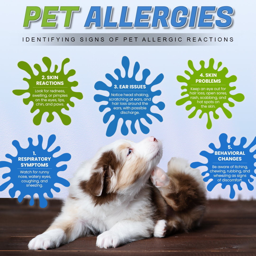 Pet allergies? More common than you might think! Early recognition is key. 🐾
Don't wait, consult your vet today! Our allergy-friendly pet products might be the perfect fit. Your pet's comfort matters. 🐶
Follow For Info: @petcaresupply 
#petallergies #petcaresupplies #petcare