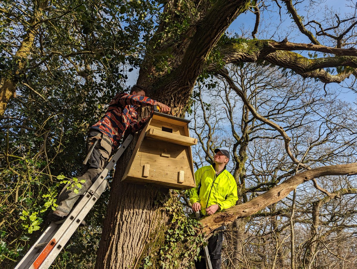 POV: you're a barn owl in your new nest box Barn owl monitoring has been happening on the Isle of Wight for over 25 years and now Briddlesford Woods will form a key new site in the east of the island 🦉🌳 Read more 👉 ptes.org/barn-owls-at-b…