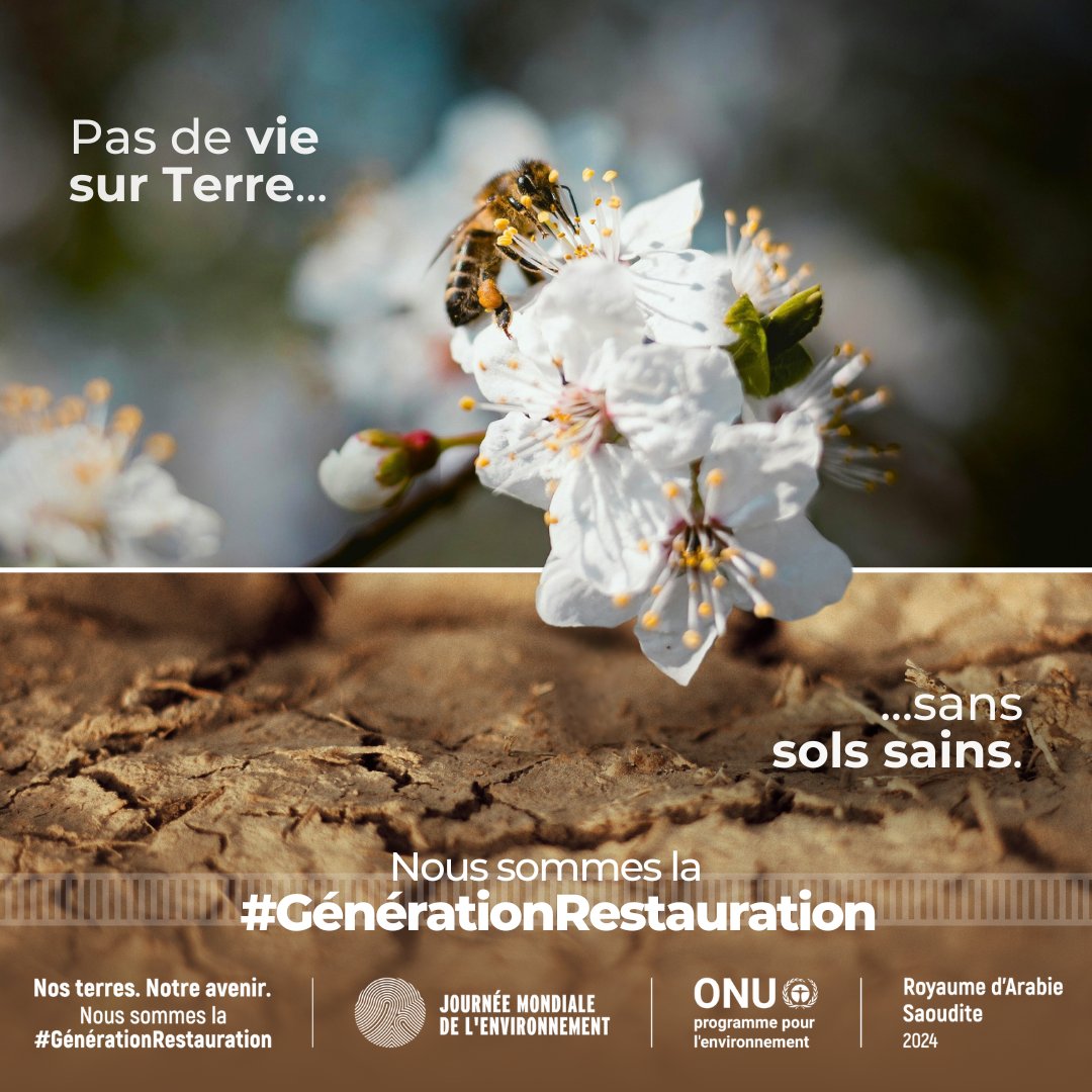 Des sols sains, une planète saine, une humanité saine.
Les sols sont essentiels à toute vie sur Terre. Pourtant, l'activité humaine les met en péril.
La #JournéeMondialeDelEnvironnement nous rappelle que nous sommes la #générationrestauration, #agissons : worldenvironmentday.global/fr