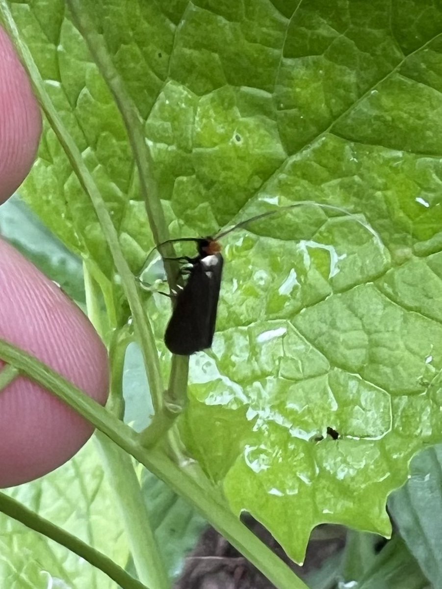 Not the greatest photo, but could this be Cauchas rufimitrella? It was on Garlic Mustard which I believe is the food plant. @MOTHIDUK