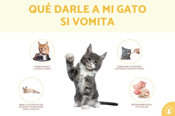 Qué darle a mi gato si vomita: remedios caseros soyungato.com/que-darle-a-mi… #razasdegatos