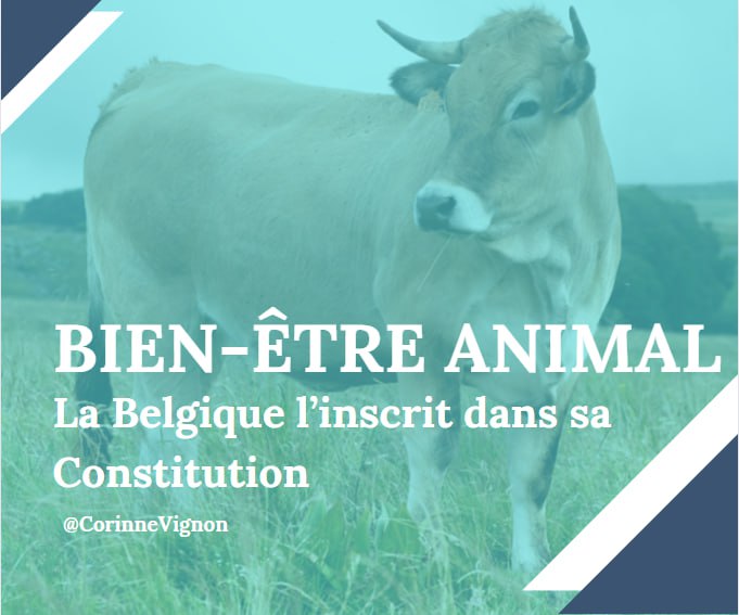 🐮🇧🇪‼️La @belgique devient le 6️⃣ème Etat membre de l’Union européenne à conférer une protection constitutionnelle aux #animaux, la France doit emprunter le même chemin, je poursuivrai mon engagement pour faire avancer la cause‼️ lemonde.fr/planete/articl…