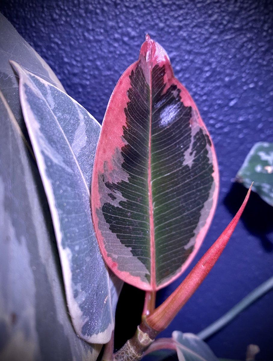 AlisonAtwell's tweet photo. Moved Pinkie here to one of the brightest spots and daaaaaaaang! ❤️ 🌱 ☀️
#ficus #houseplants #houseplanthour #leafwatch https://t.co/gFHeZRDxlH