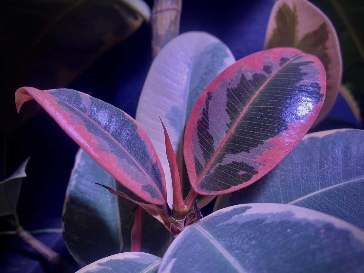 AlisonAtwell's tweet photo. Moved Pinkie here to one of the brightest spots and daaaaaaaang! ❤️ 🌱 ☀️
#ficus #houseplants #houseplanthour #leafwatch https://t.co/gFHeZRDxlH