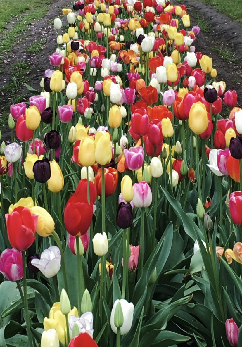 Goood morning twitter family. Monday, Monday … I hope it’s all you hope it can be. Here is a tulip “aurora” to start the day brightly.