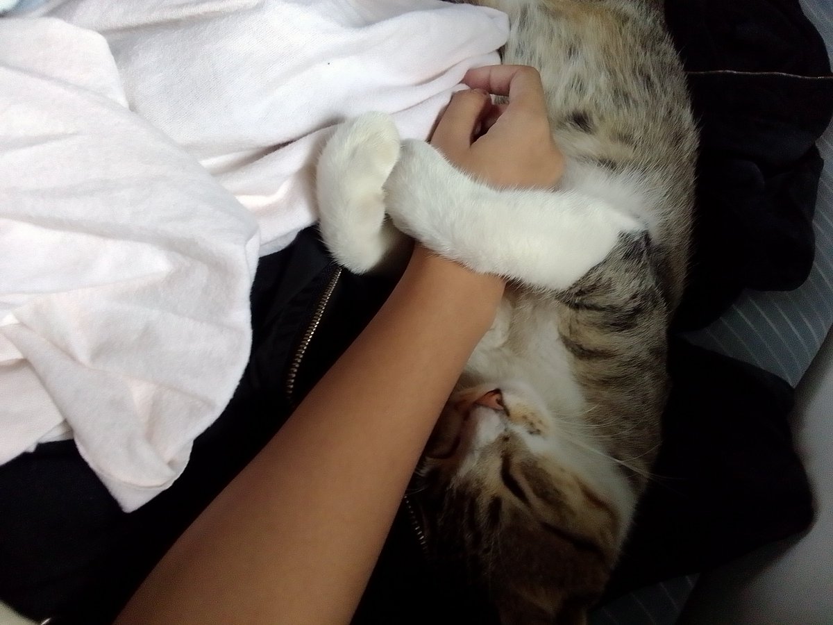ruissillycoat's tweet photo. @lavnko Have my fav cat. His name is roach :DD https://t.co/Cyfapx6ibu