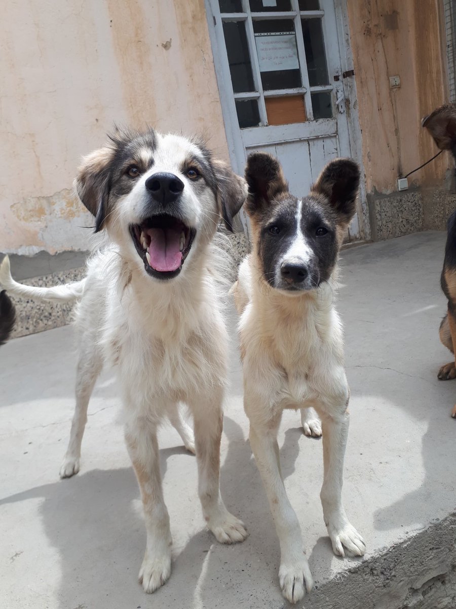 #matchmonday #facesofKSAR Cooper and Zephyr here! Let's get this day started---another generous matching donor has come forward and pledged to donate $3000 when we reach $475,000! Please help us 📣 the word on this June’s massive ✈️ of 3️⃣0️⃣0️⃣ 🐶and 🐱 to their fur-ever 🏠 in…