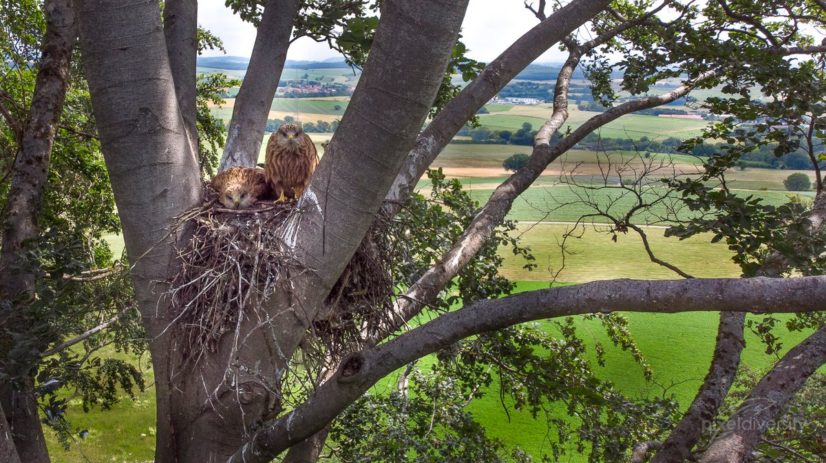 Die #Rotmilan​e sind zurück in #Hessen! Ein neues Forschungsprojekt der @PhilippsUni und unserer staatlichen Vogelschutzwarte untersucht Schutzmaßnahmen im Horstumfeld. Mehr Infos: hlnug.de/presse/pressem… #Naturschutz