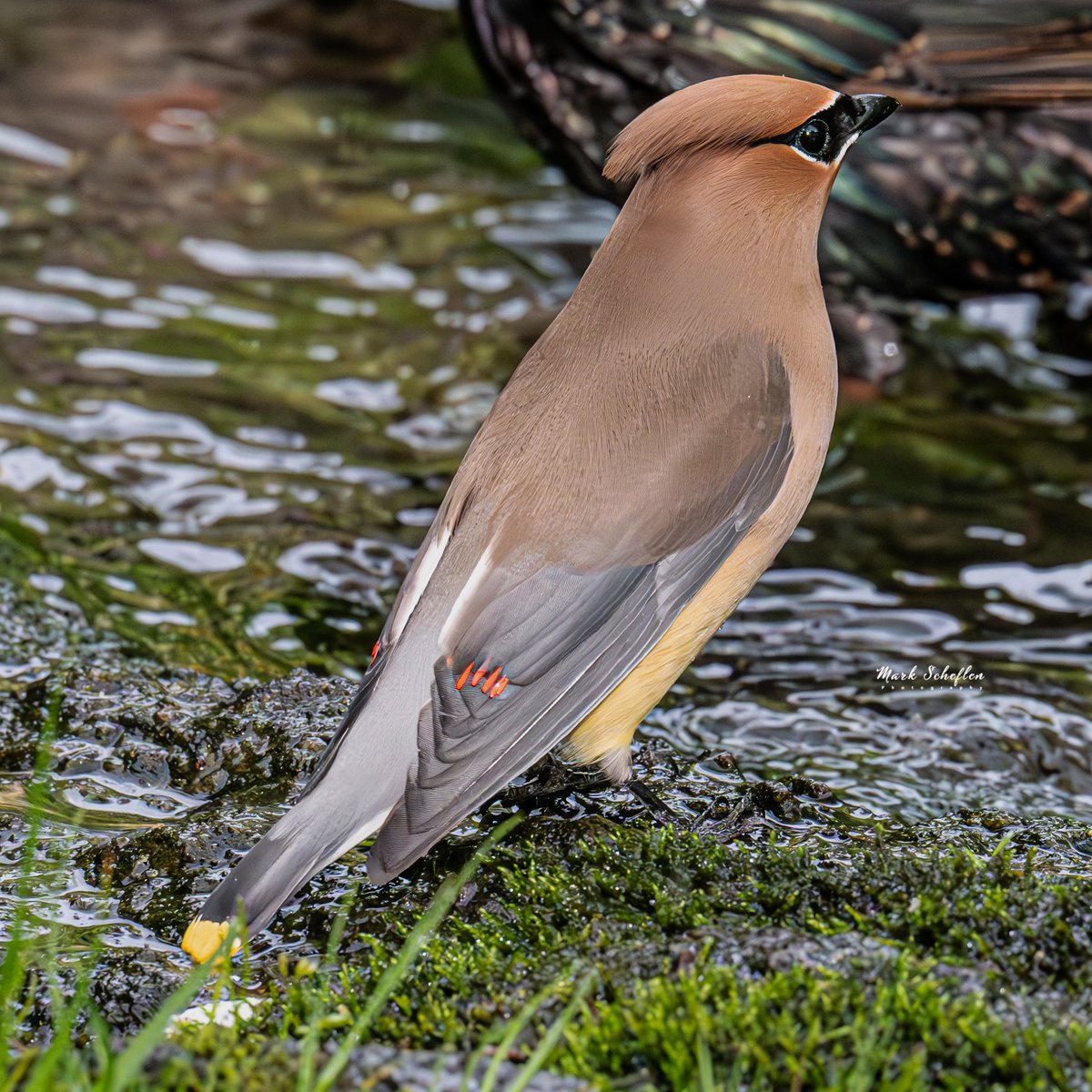 Cedar Waxwing, Pool, Central Park, N.Y.C  #birdcpp #TwitterNatureCommunity #birdsofinstagram #britishnatureguide #naturephotography #birdphotography #twitterphotography #wildbirdphotography #nikonphotography #NatureBeauty #nycaudubon 5.12.24