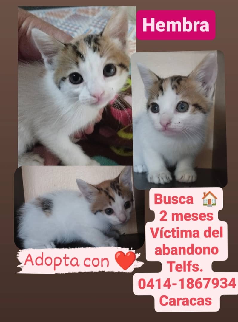 Adopta. Salva una vida. Cambia un destino.