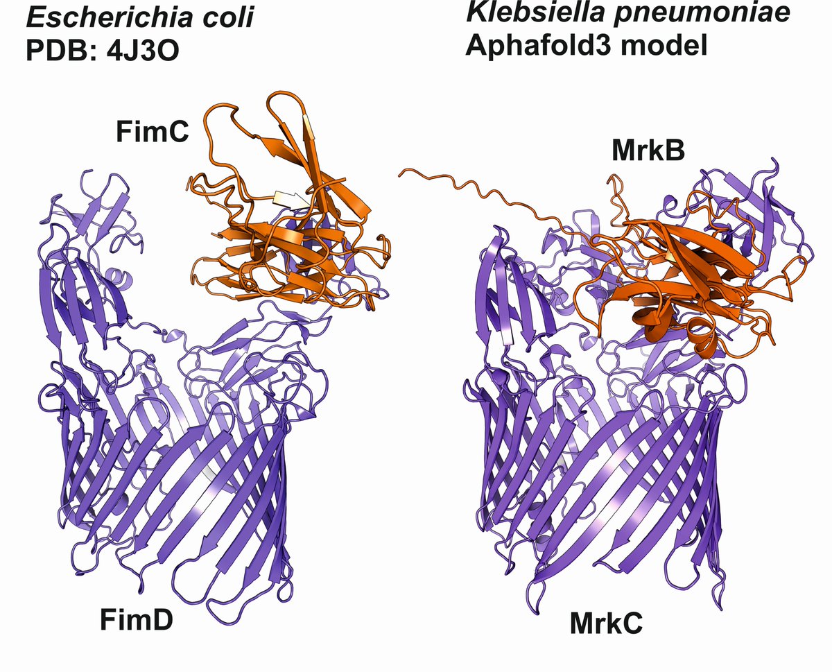 Great model building by #alphafold3 showing the chaperone-usher system involved in pili biogenesis from Klebsiella pneumoniae, compared with the experimentally available data from E.coli (PDB code: 4J3O) #scivis #building #pili #chaperone #usher