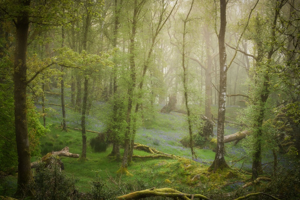 Mist in the woods and a smattering of bluebells, for the comps. #WexMondays #fsprintmonday #sharemondays2024 #LakeDistrict @lakedistrictnpa @LakesCumbria @PictureCumbria @CumbriaWeather @OPOTY @golakes @TheLakesGuide @hiddencumbria @ShowcaseCumbria #rpslandscape #PhotoRippin