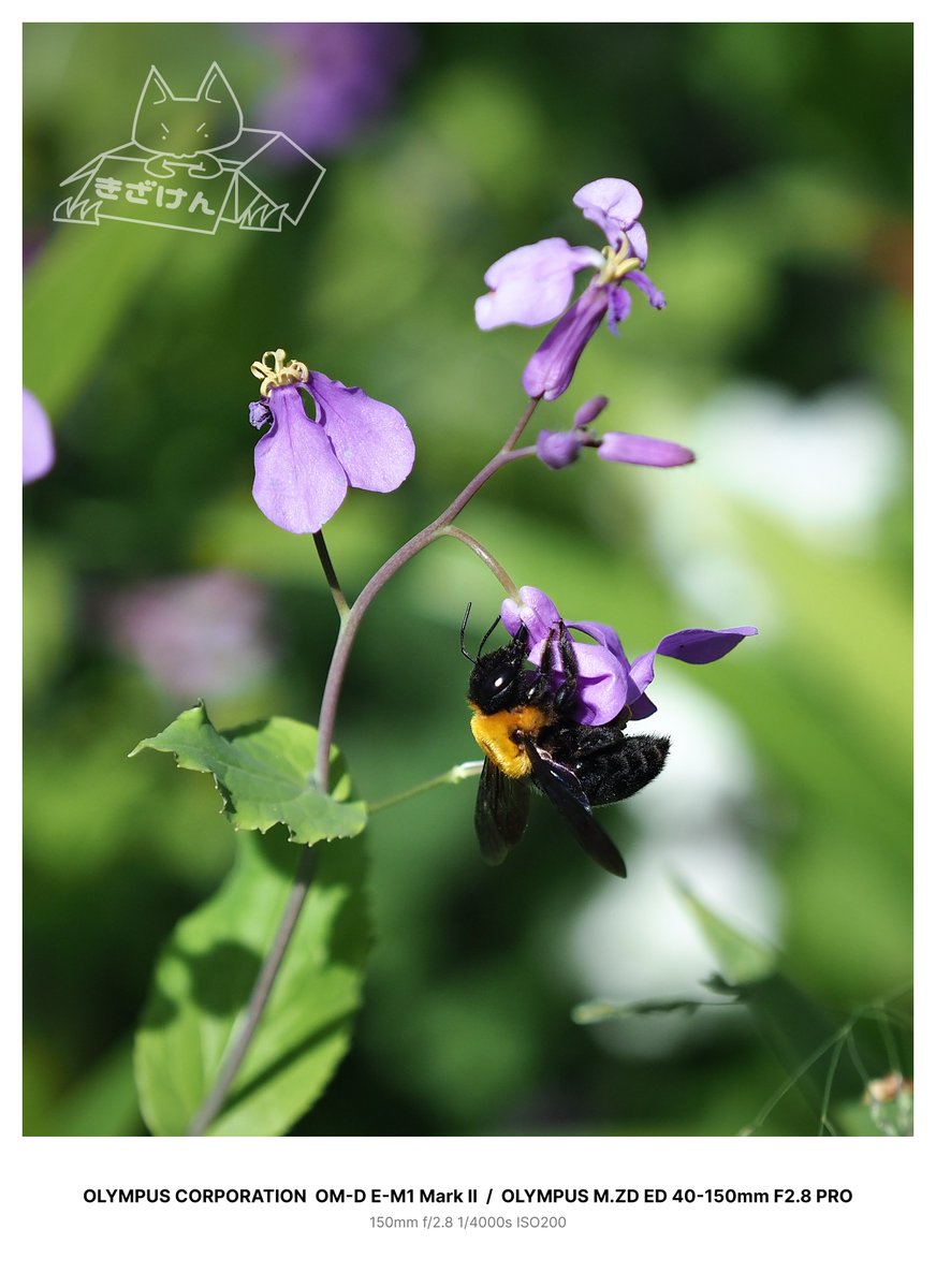 重量級のボディ🐝
---
#OLYMPUS #オリンパス #SILKYPIX #写真撮ってる人と繋がりたい #photography #photographylovers #写真好きな人と繋がりたい #キリトリセカイ #ファインダー越しの私の世界