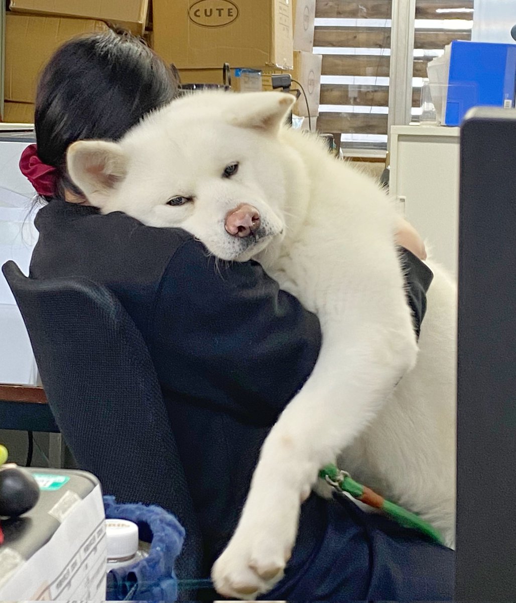 akitainuho's tweet photo. でっかくてもあまえんぼ https://t.co/Qtn2ImiuZC