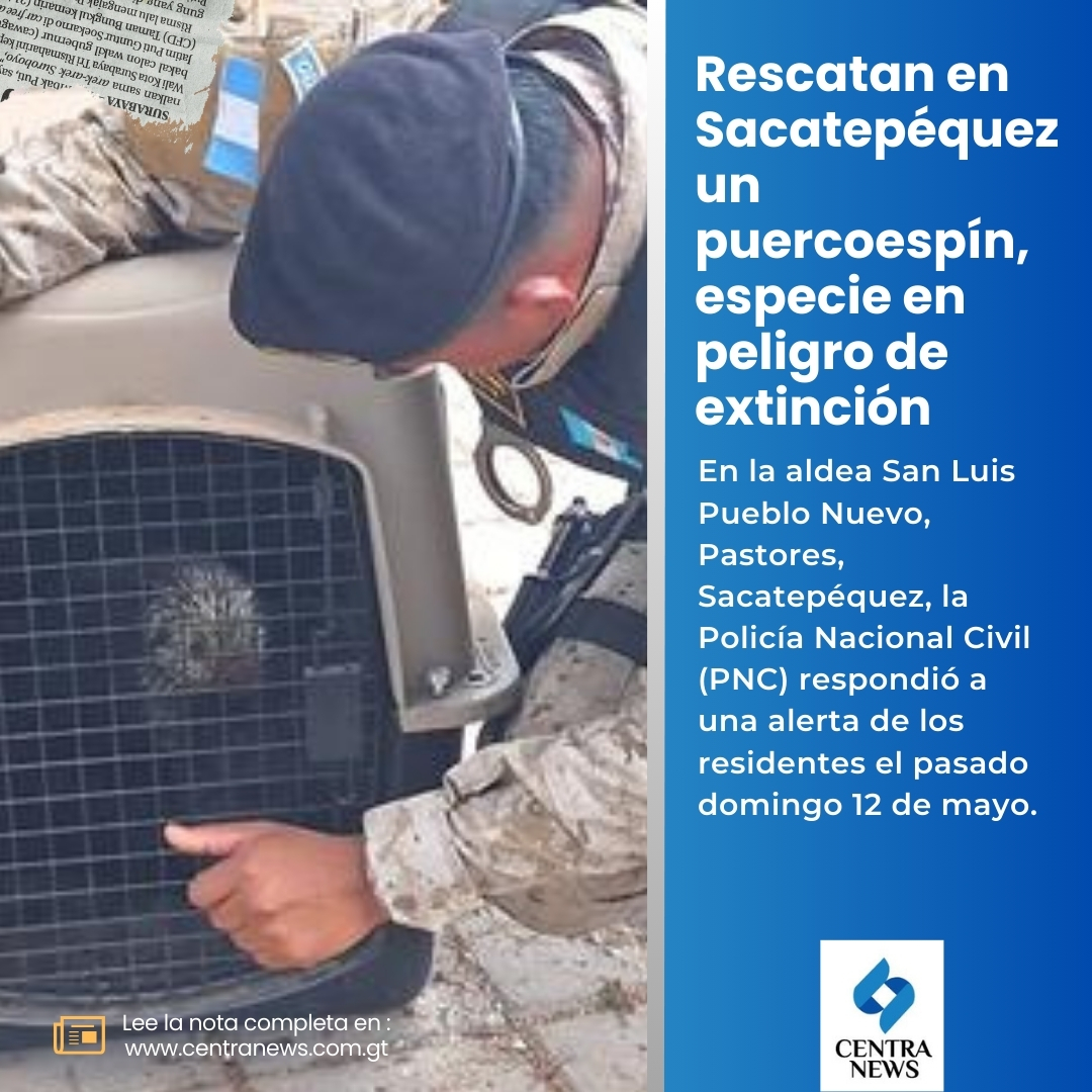 🦔 #NacionalesGT | Rescatan en Sacatepéquez un puercoespín, especie en peligro de extinción.

📝 Entérate aquí: lc.cx/3saB7K

#AHORA #Guatemala #NoticiasGT @PNCdeGuatemala