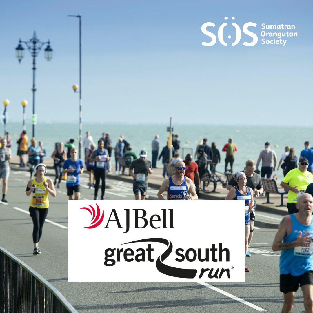 ‘Probably the world’s best 10 miler’ - join us in Portsmouth on 20 October for the 2024 Great South Run! As a member of Team SOS, every pound raised on this run will help protect wild Sumatran orangutans and their rainforest homes. Let’s go! 🏃‍♀️‍➡️🦧💚🌳 runforcharity.com/sumatran-orang…