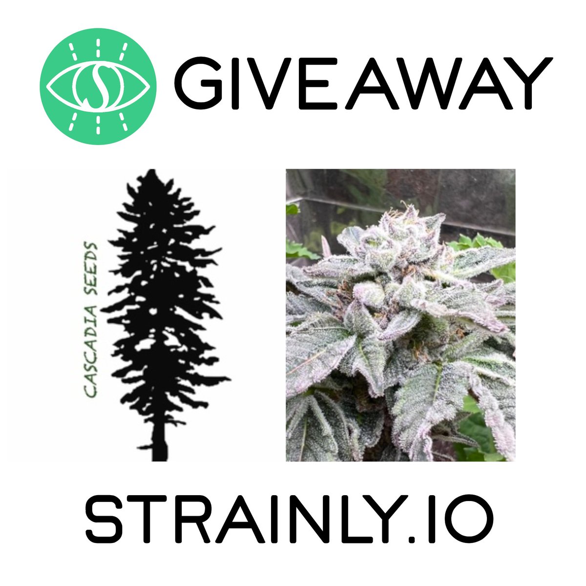 🚨 GIVEAWAY TIME! 🚨 Courtesy of #Cascadia Seeds on Strainly 1 pack of #Guava #Runtz #Fems ✅Tag 3 Friends below ✅Follow @_strainly ✅Retweet and Like ⚡️BONUS = follow Cascadia Seeds on Strainly (link below). Ends 05-16 Good luck !