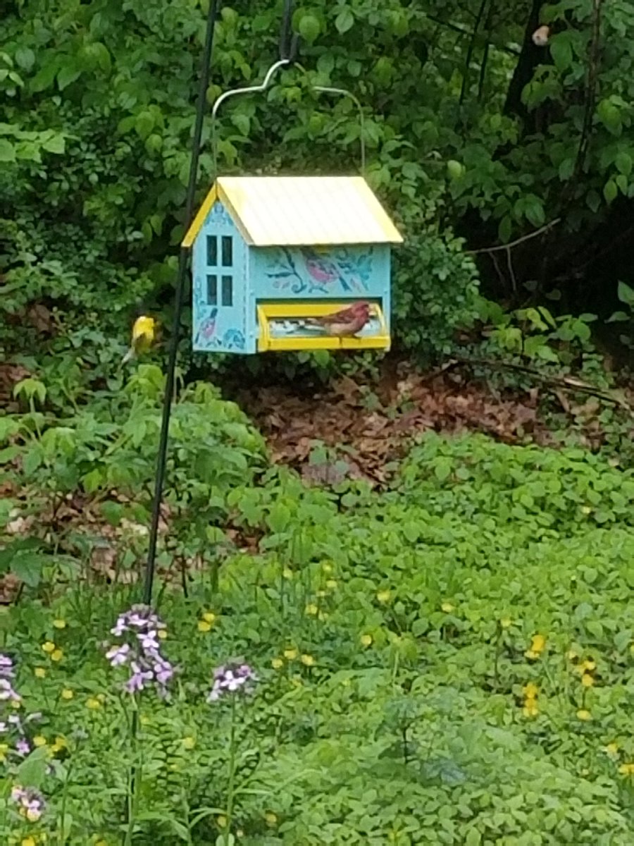 DanaDatko's tweet photo. A purple finch and goldfinch on my new feeder.#BIRDSTORY https://t.co/f6EllhhkRV