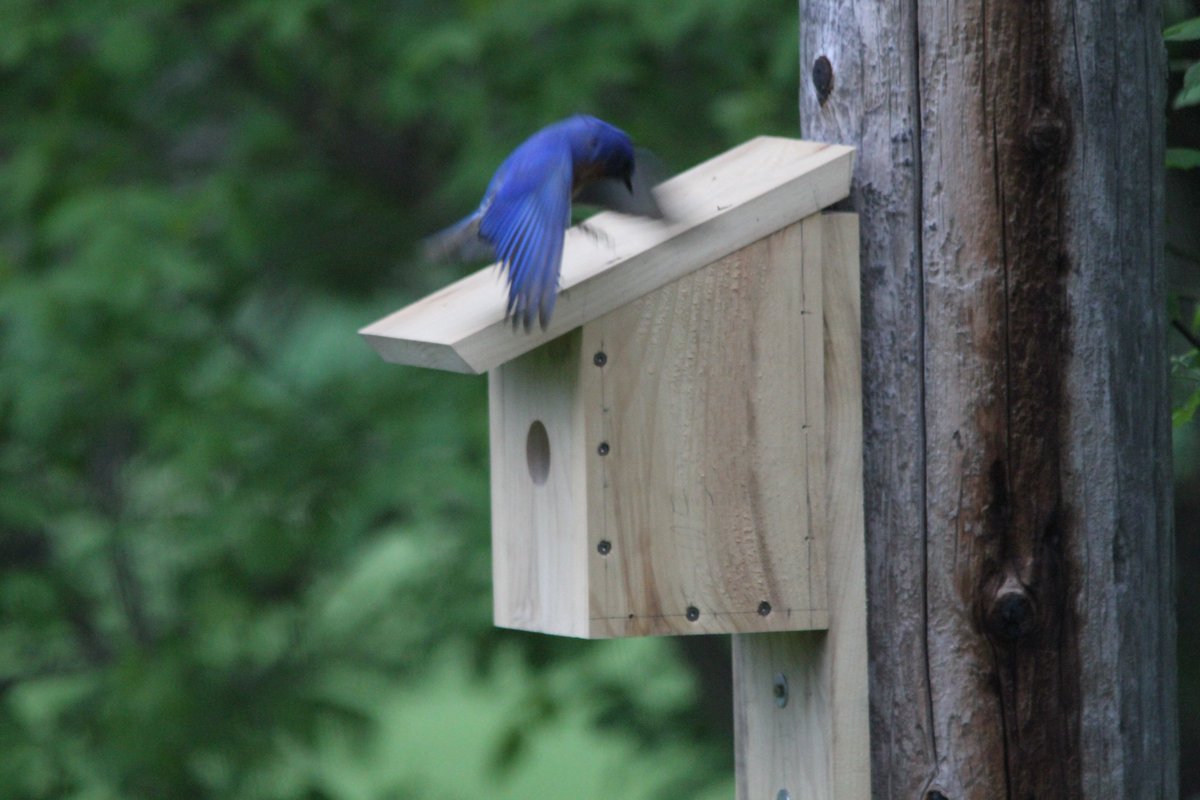Morning photo of a bluebird loving his new birdhouse 😊