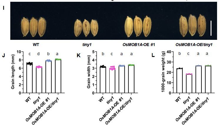 The OsMOB1A–OsSTK38 kinase complex phosphorylates CYCLIN C, controlling grain size and weight in rice (Guoxin Chen, Jiabei Gao, Suting Wu, Yuan Chang, Zhenhua Chen, Jing Sun, Liying Zhang, Jinxia Wu, Xuehui Sun, et. al.) buff.ly/3UCgsI5 @ASPB #PlantSci
