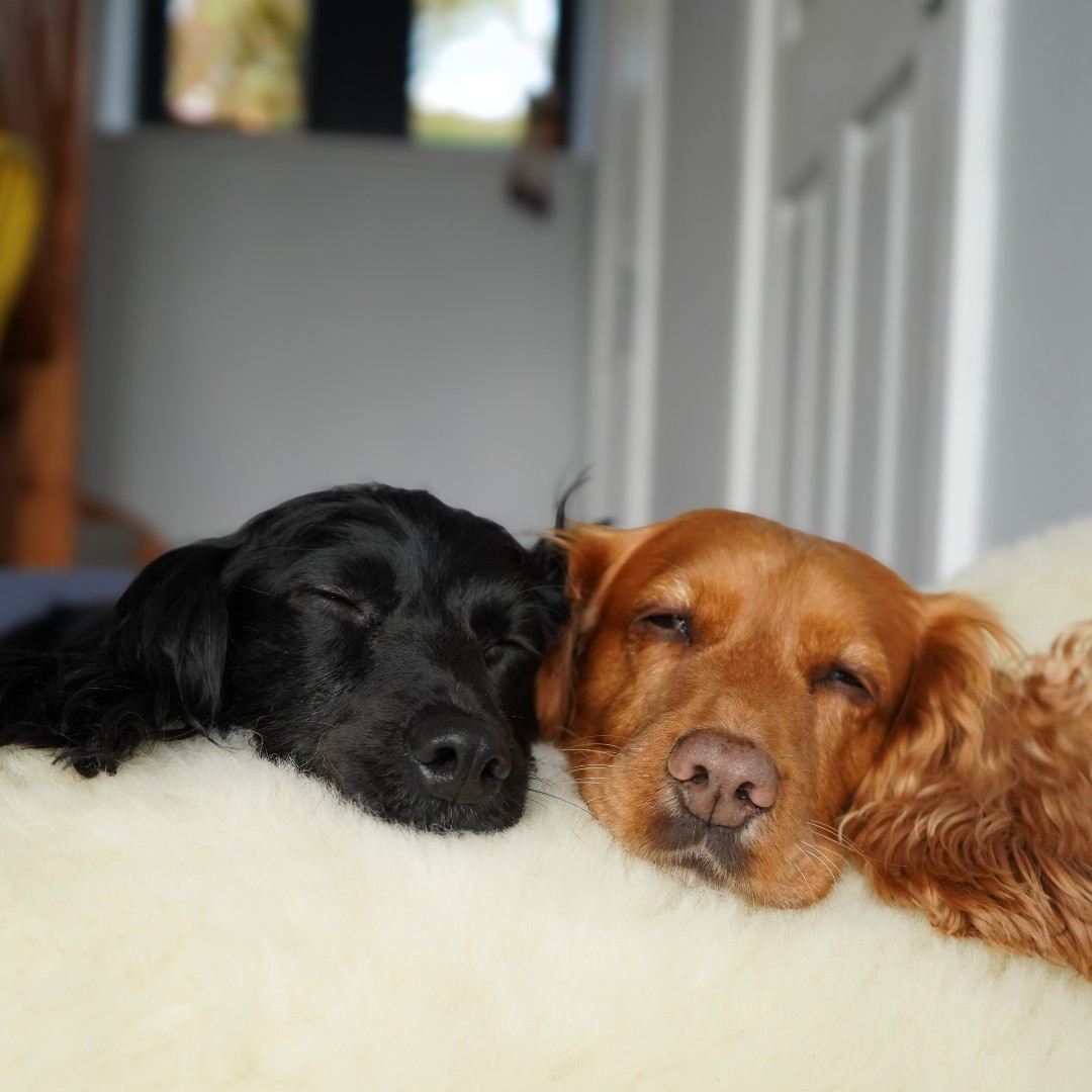 The new Wool Fleece Topper is the versatile comfort blanket your dog will love. Wherever you lay it down, they flop happily. SHOP: ow.ly/TPPO50RzkF6 📷@theyorkshiredalespaniels