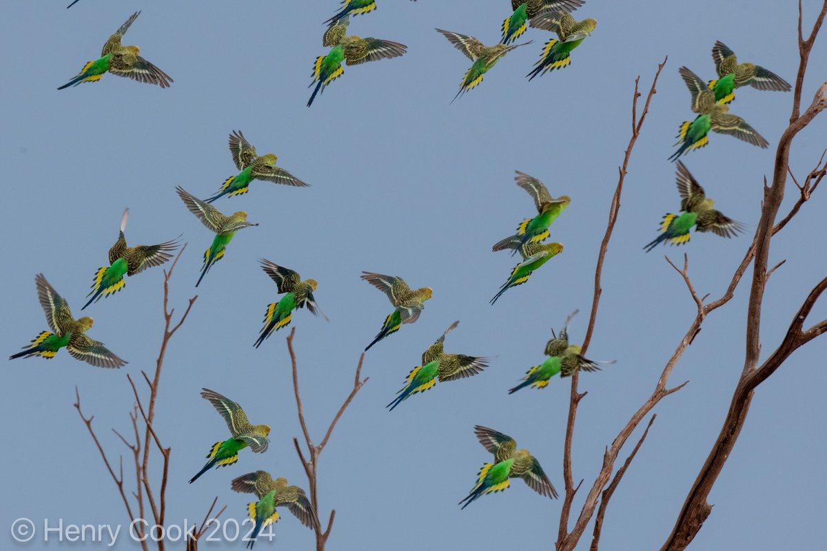 Henry Cook tweet media