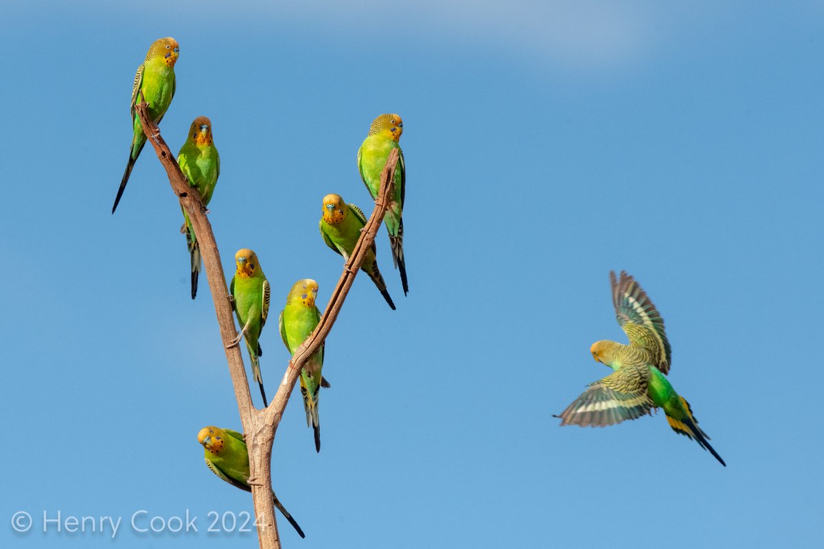 Henry Cook tweet media