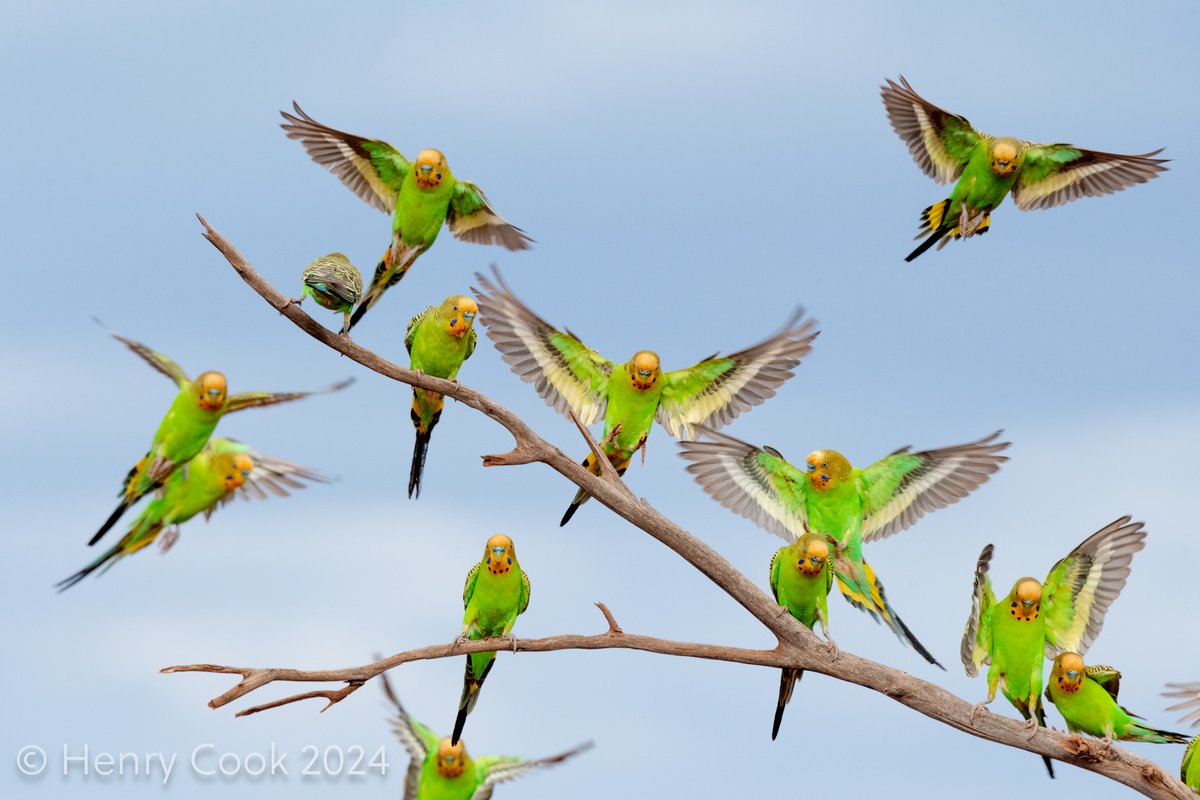 Henry Cook tweet media