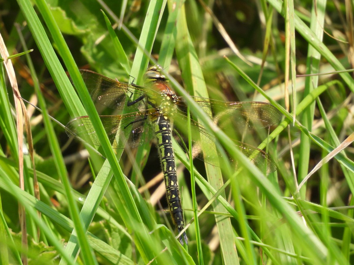 Couple of days @spurnbirdobs nothing sparkling birdwise, couple of shorties, a few common migrants and a few waders. Aurora was certainly the highlight. Had my first dragonflies of the year with Hairy and a four spotted chaser