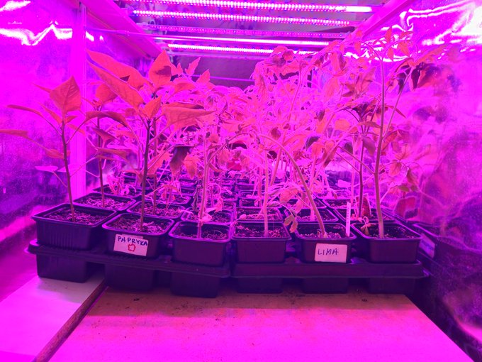 Macie rośliny w domu? https://t.co/P6AIB0JSZy