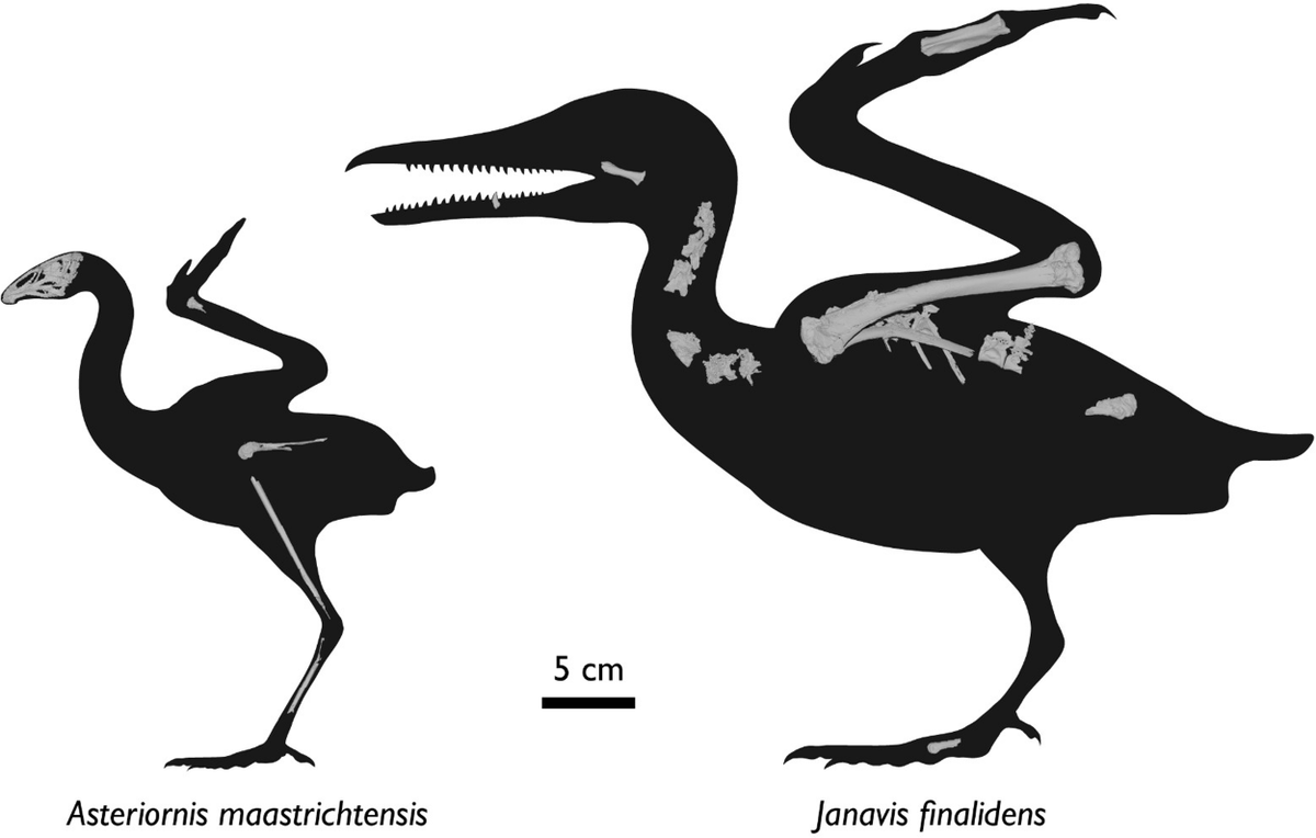Alberta Claw (@albertonykus) on Twitter photo A new paper I'm on is out today! Led by <a href="/fieldpalaeo/">Field Palaeobiology Research Group</a>, we review fossils of Late Cretaceous avialans from the Maastricht Formation. These include the recently described Asteriornis and Janavis, which yield exceptional insights into modern bird origins. cambridge.org/core/journals/… A new paper I'm on is out today! Led by <a href="/fieldpalaeo/">Field Palaeobiology Research Group</a>, we review fossils of Late Cretaceous avialans from the Maastricht Formation. These include the recently described Asteriornis and Janavis, which yield exceptional insights into modern bird origins. cambridge.org/core/journals/…