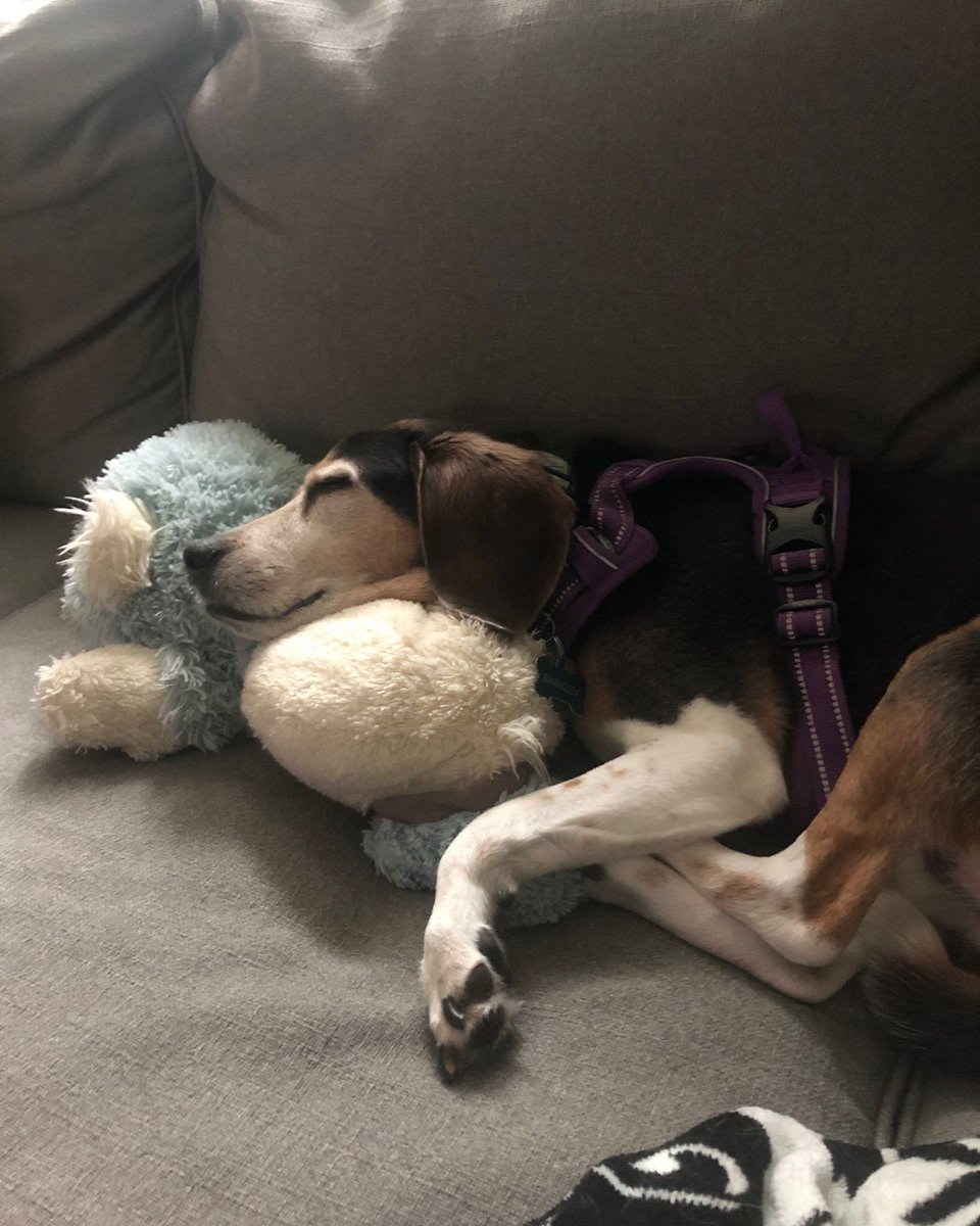 Studies show that humans experience irresistible urges to snuggle sleeping #beagles. There is no cure for this compulsion. #beaglefacts 📷 @Gardner_LM / Twitter